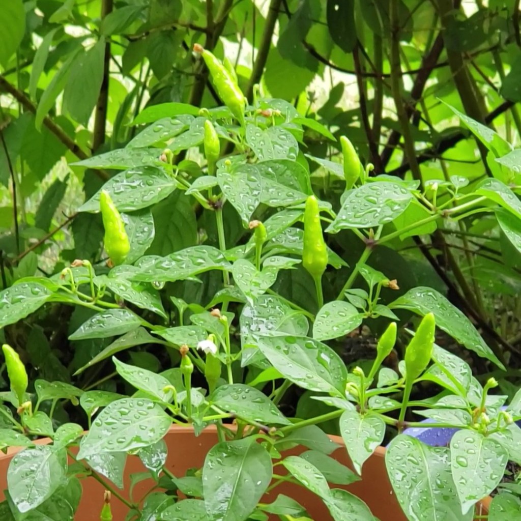 찬 가을비 에 성장을 멈춘 하늘고추